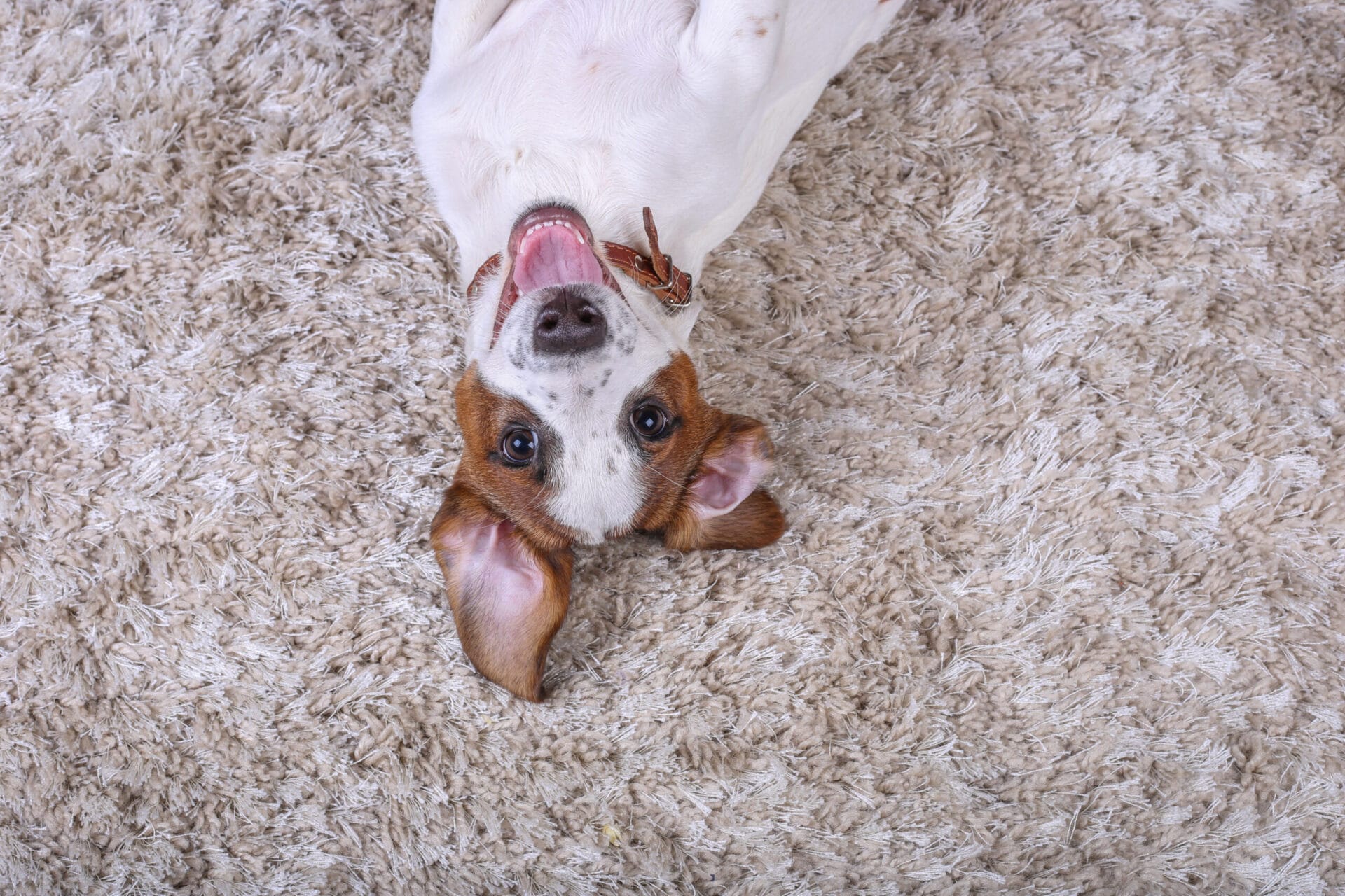 Cute dog laying on soft carpet